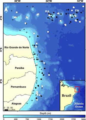 Rich and underreported: First integrated assessment of the diversity of mesopelagic fishes in the Southwestern Tropical Atlantic